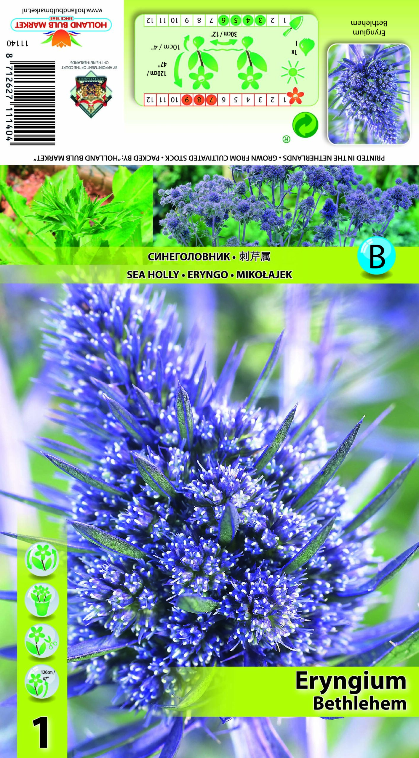 Plakanā Zilpodze Bethlehem 1 gab