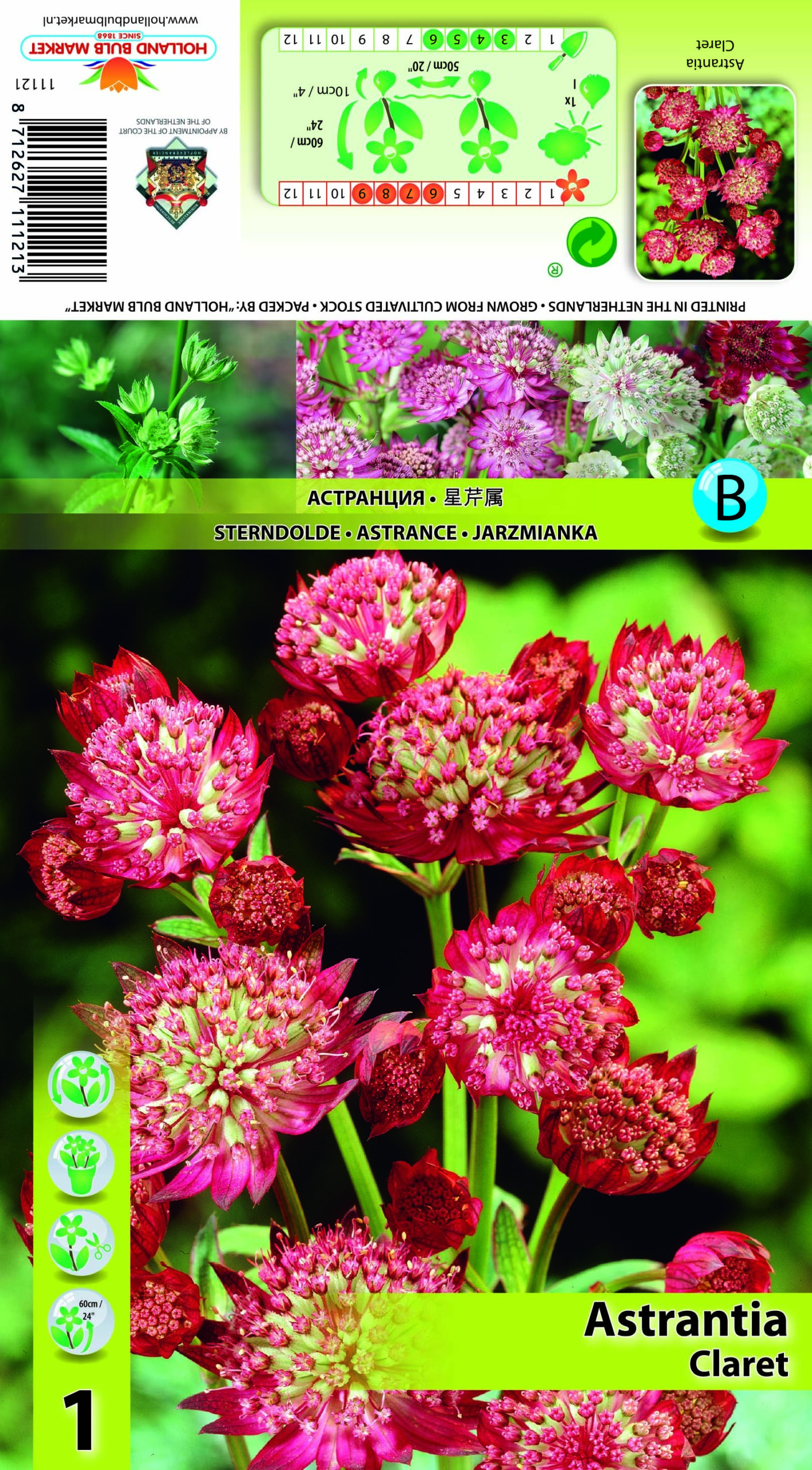 Lielā Zvaigznīte jeb Anstrancija Claret 1 gab