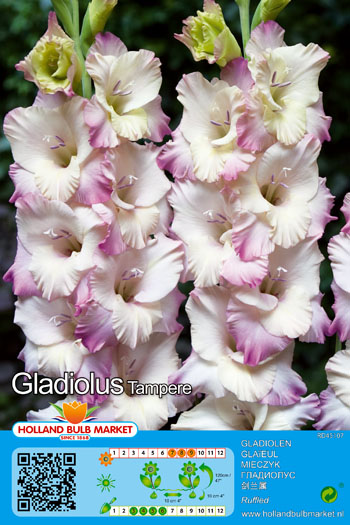 Gladiola Tampere 5 gab