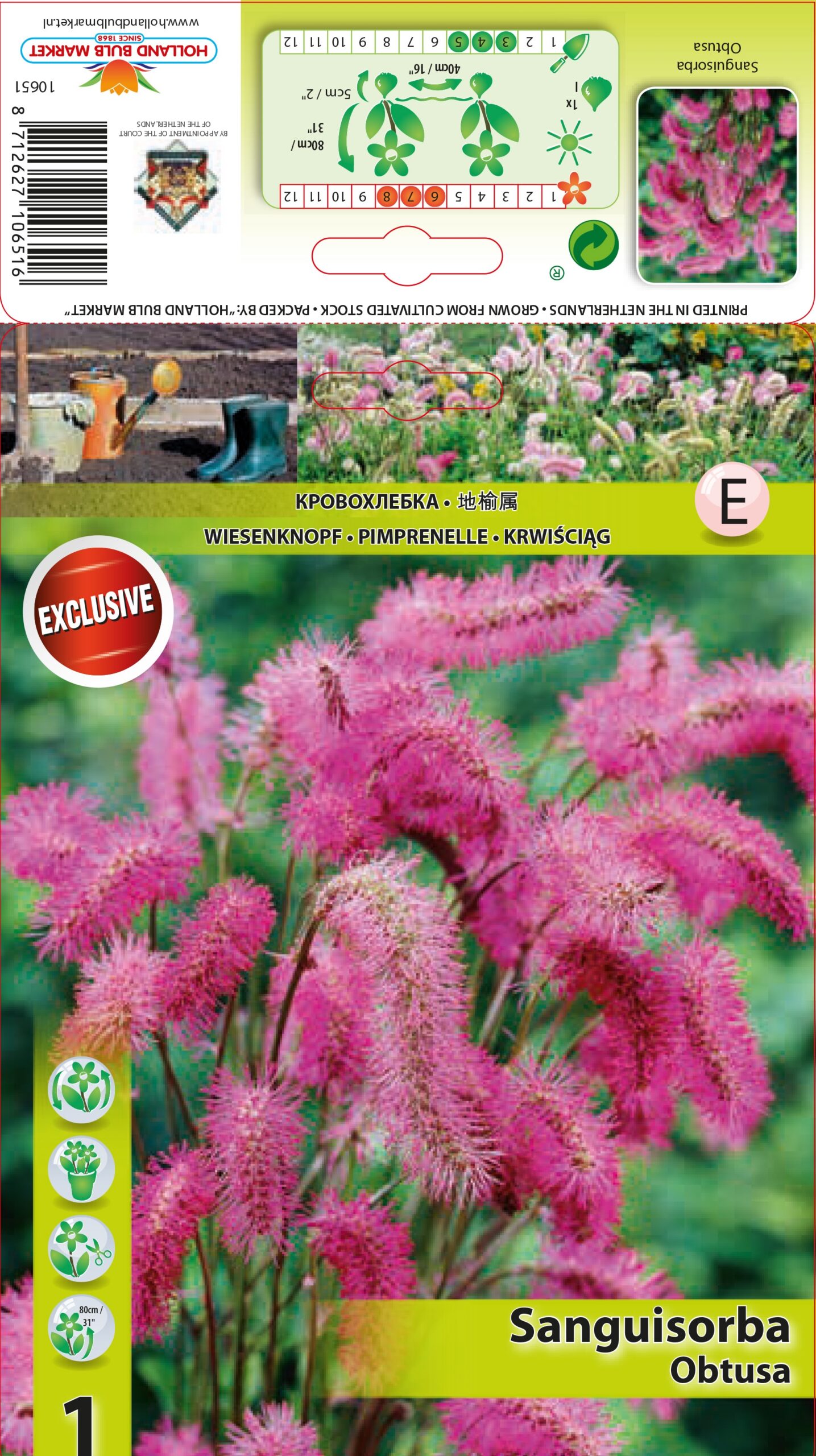 Strupā Brūnvālīte 1 gab