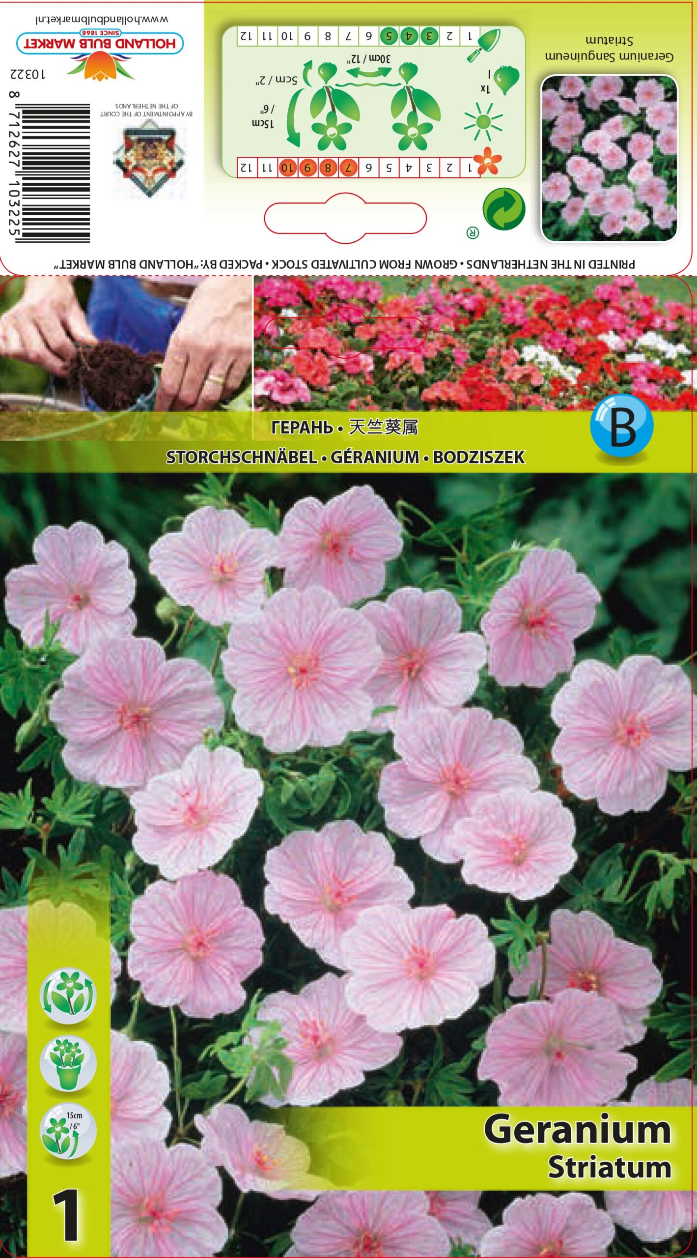 Asinssārtā Gandrene Striatum 1 gab