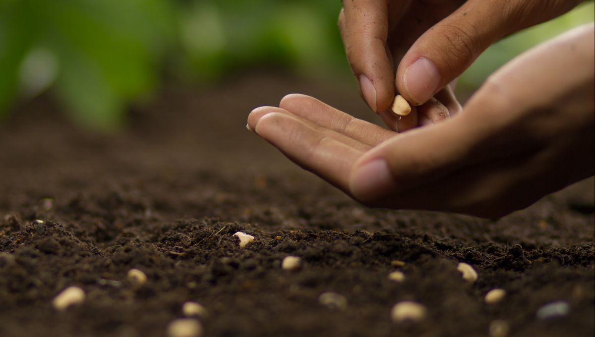 2026. gada sezonas sēklas ir klāt!