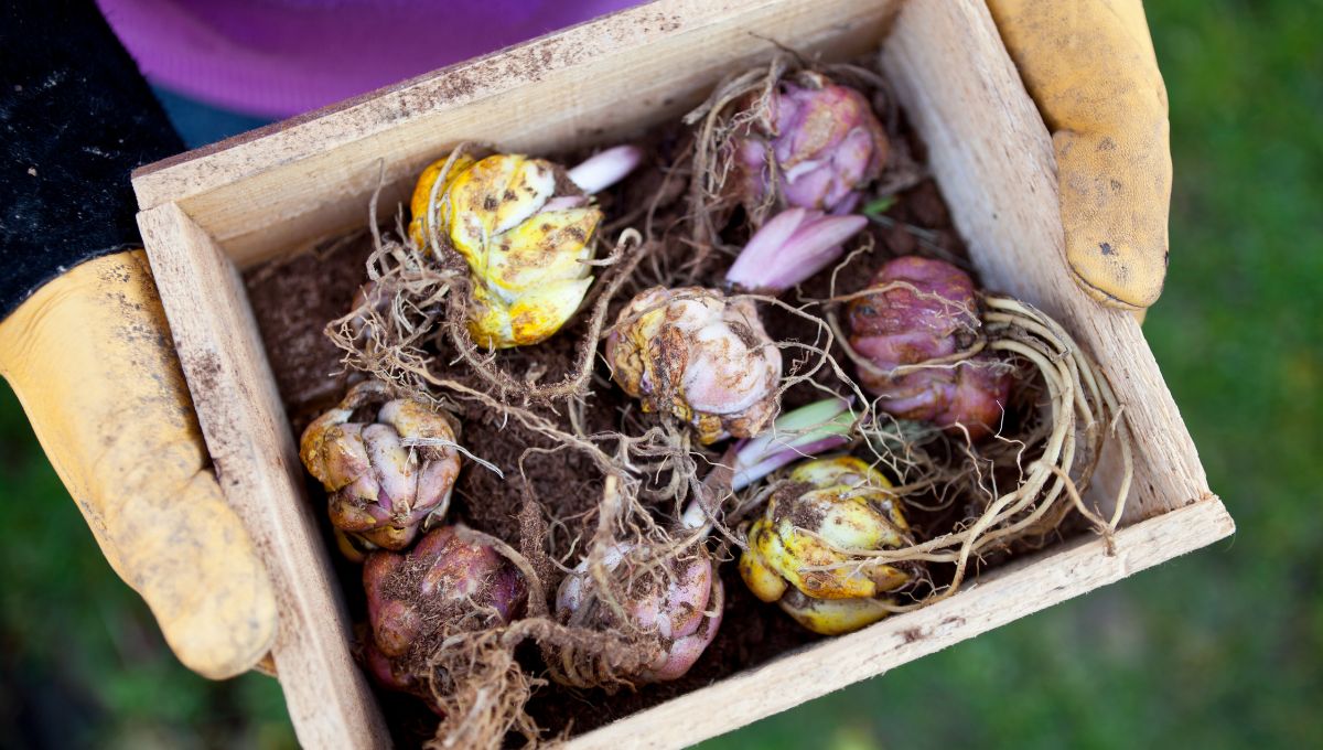 Pavasara puķu sīpolu pasūtīšana 2026. gada sezonai!