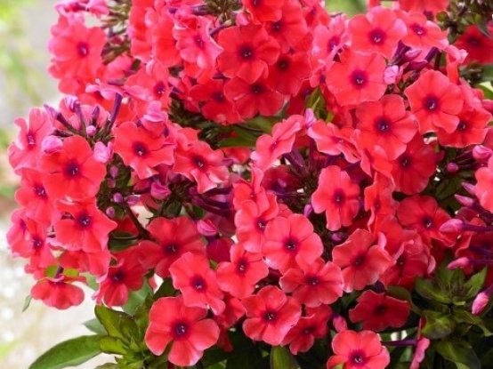 Skarainais Floksis Tequila Sunrise kailsaknis 1 gab