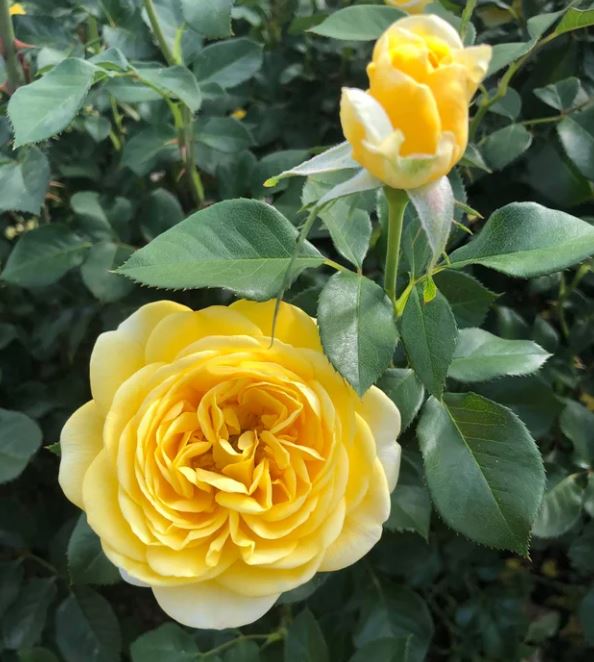 Roze Inka kailsaknis 1 gab.