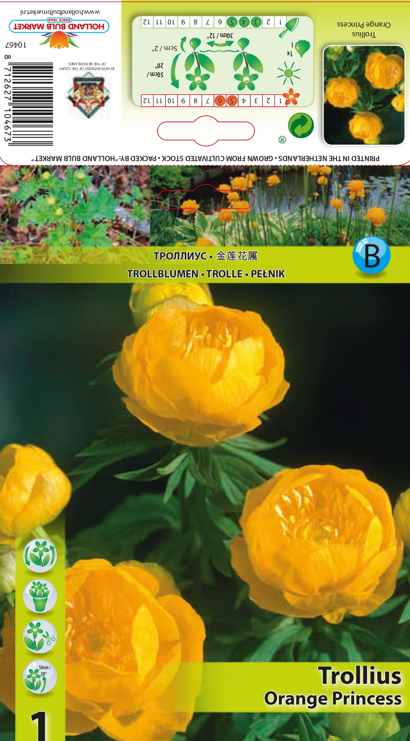 Eiropas Saulpurene Orange Princess 1gab.