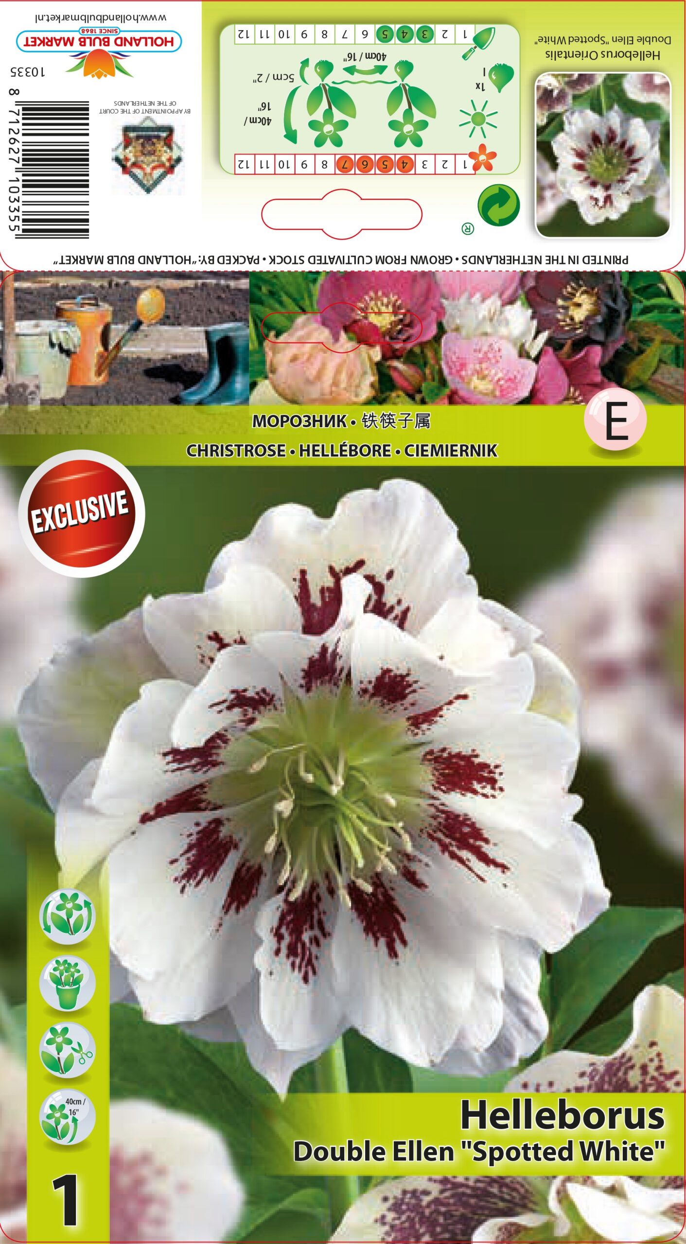 Ziemziede Double Ellen Spottled White 1 gab