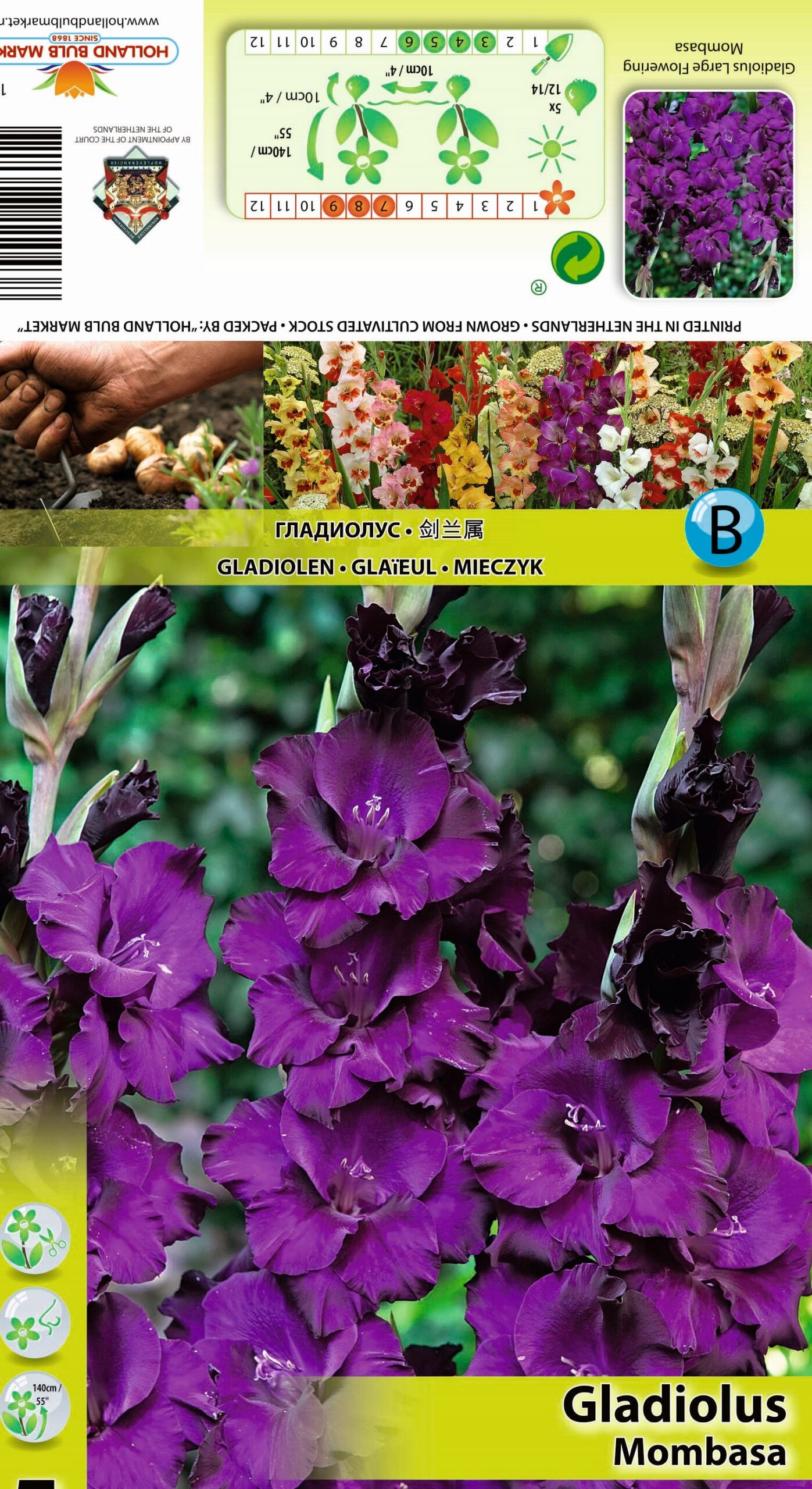 Gladiola Mombasa 5 gab