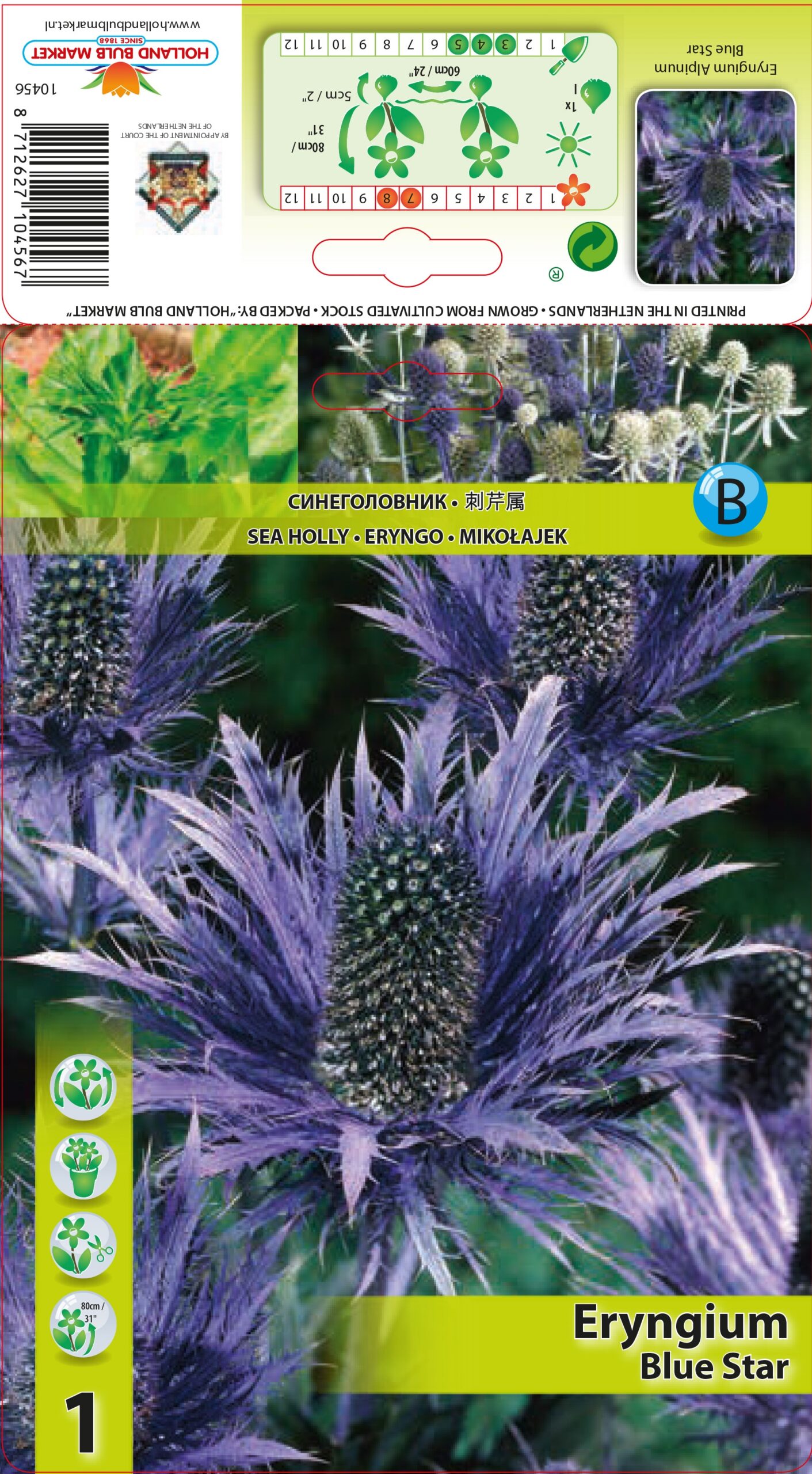 Alpīnā Zilpodze Blue Star 1 gab