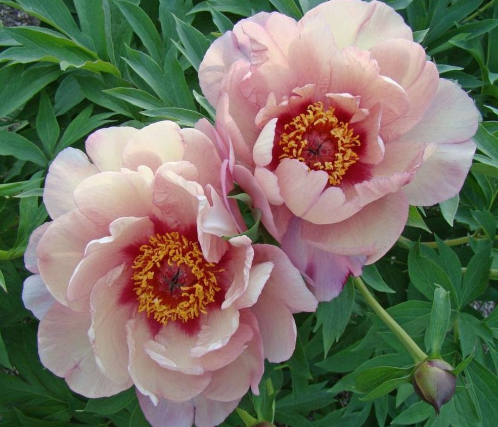 Peonija ITOH Berry Berry Fine kailsaknis 1 gab