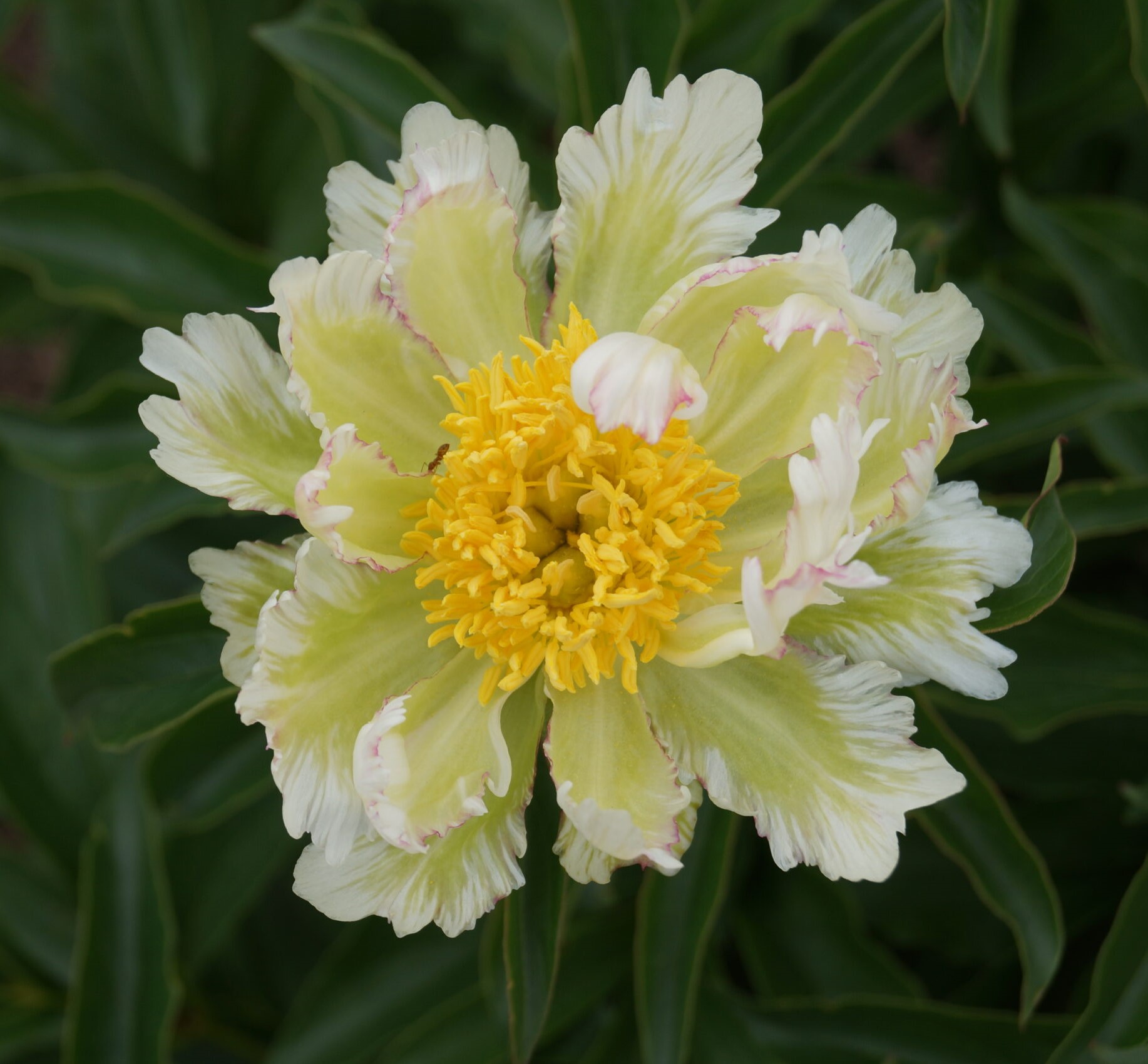 Peonija Green Lotus kailsaknis 1 gab