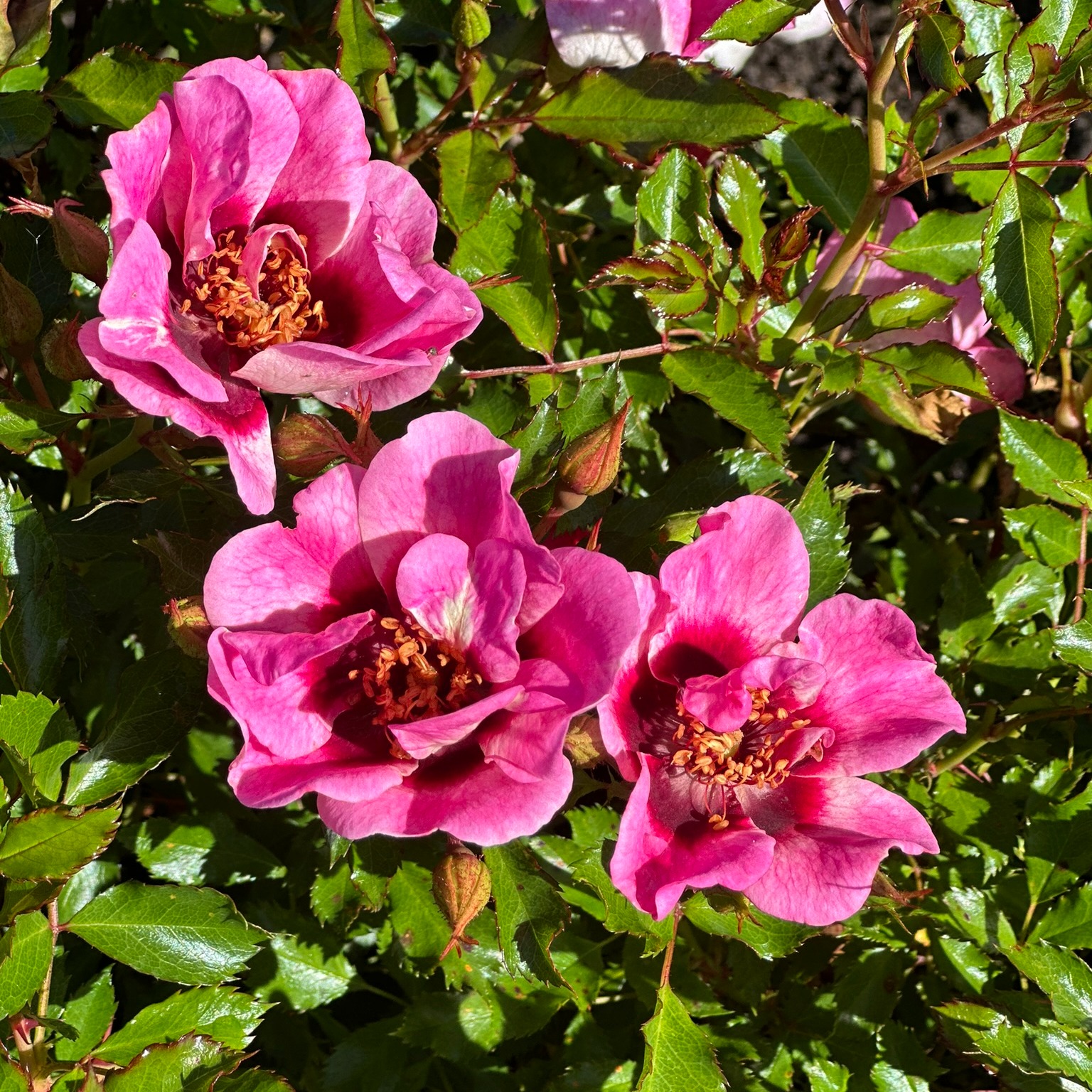 Roze Trendy Babylon Eyes kailsaknis 1 gab.