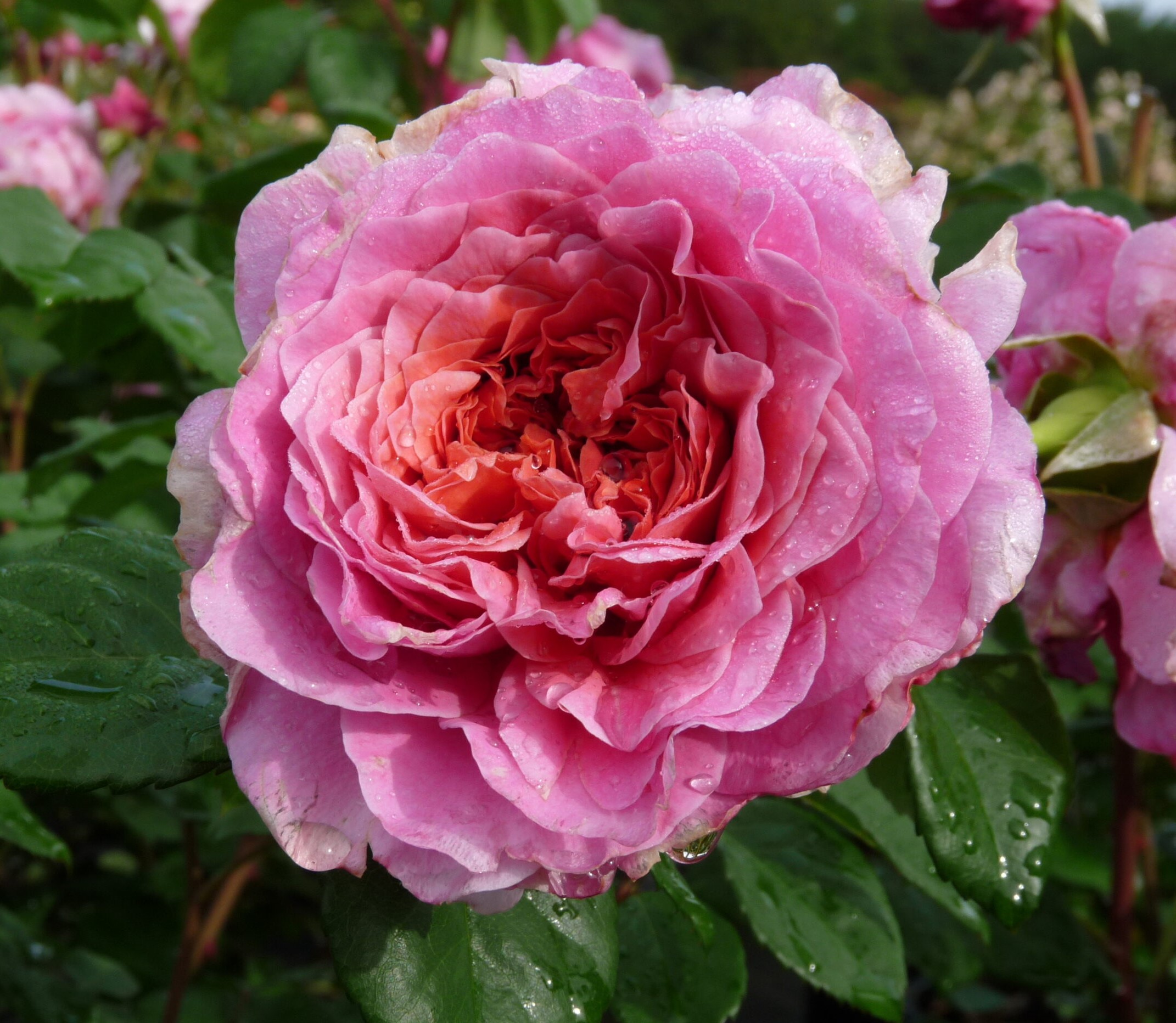 Roze Eisvogel kailsaknis 1 gab.