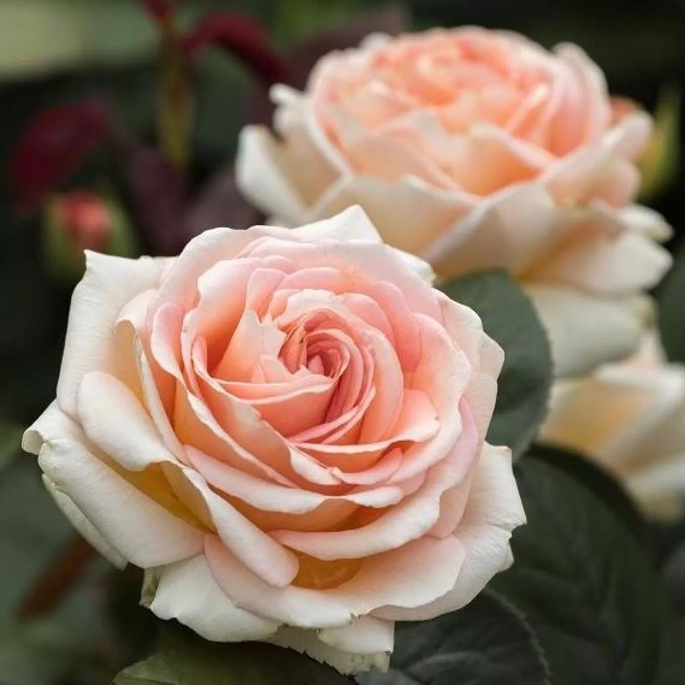 Roze Lady Capri kailsaknis 1 gab.