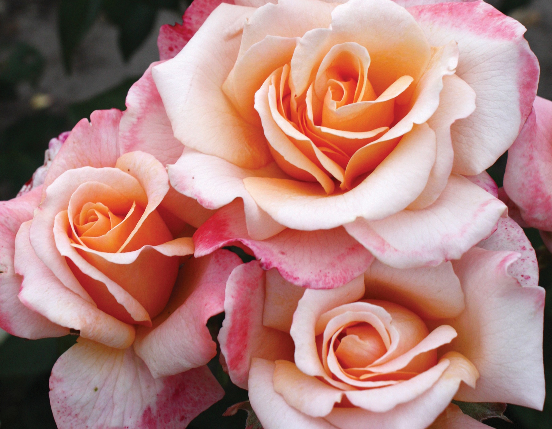 Roze Oh Happy Day kailsaknis 1 gab.