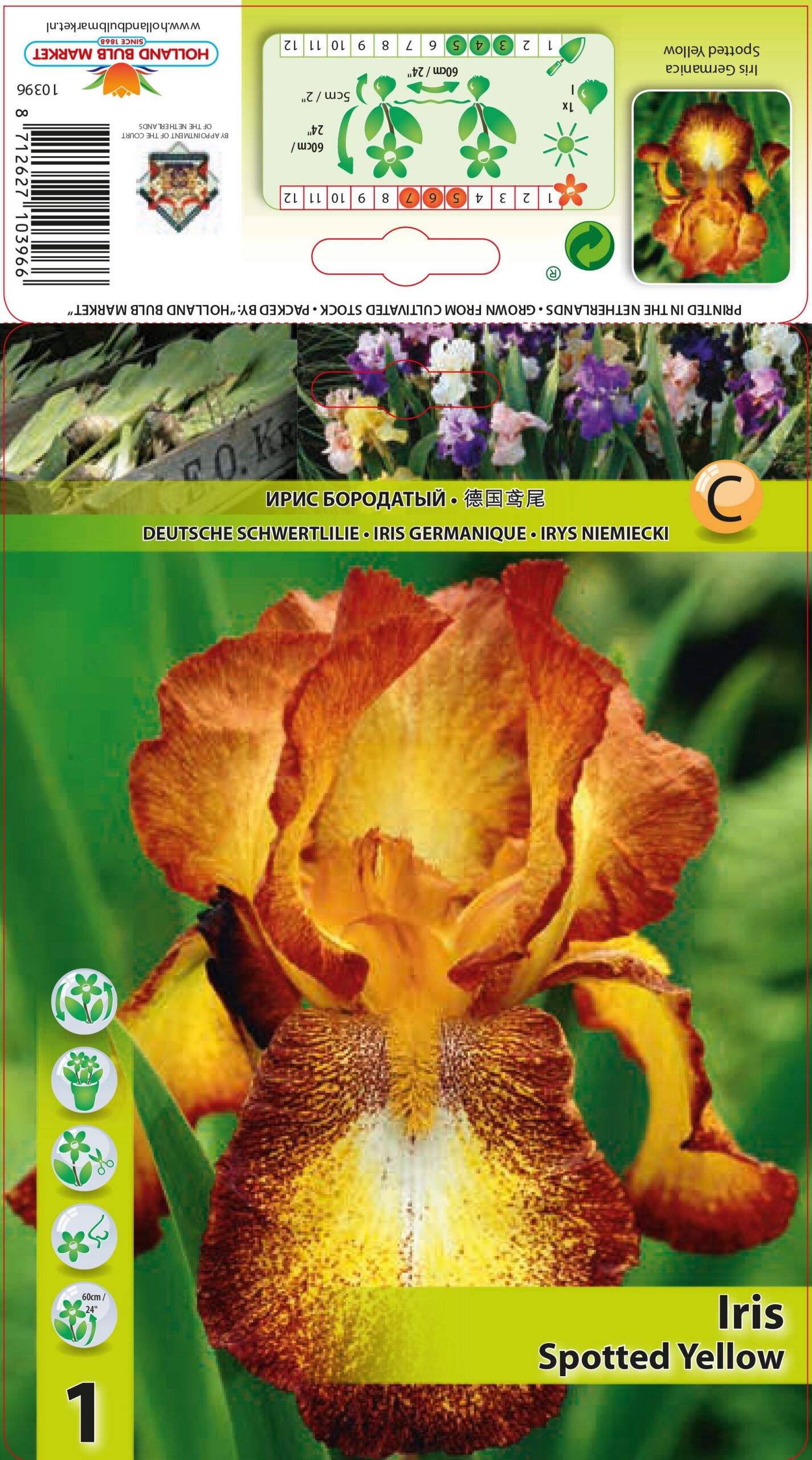 Bārdainais Īriss Spotted Yellow 1 gab