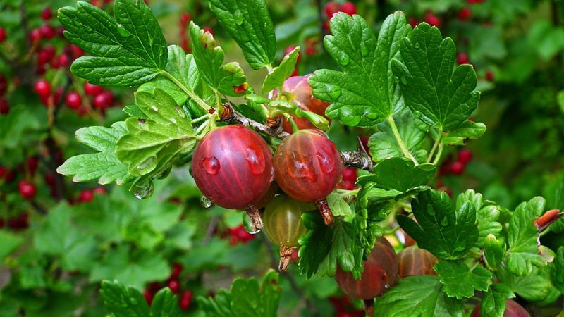Ērkšķoga Hinnonmaki Red C2