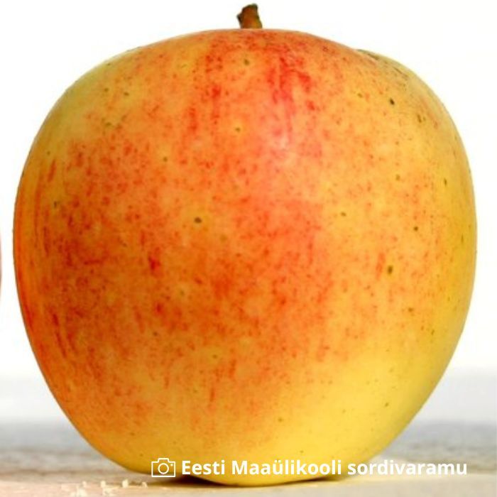 Ābele Kasper C8