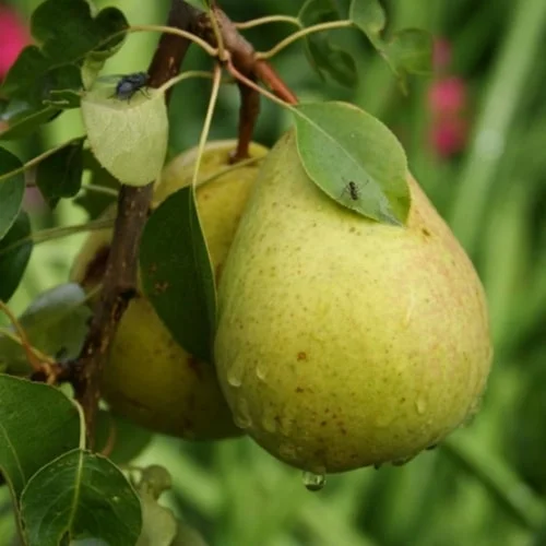 Bumbiere Nova C8