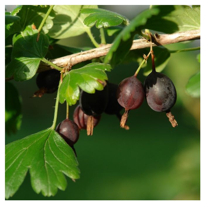Ērkšķoga Melnais Negus C3