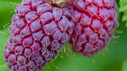 Aveņkazene Loganberry C2