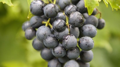 Vīnoga Muscat Blue C2