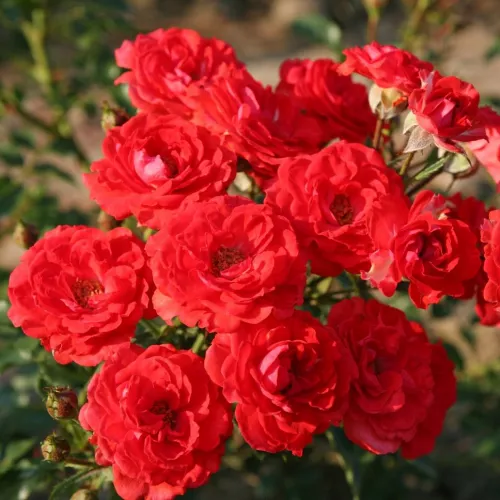 Roze Zwergenfee 3L