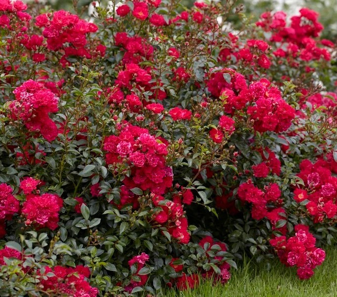 Roze Fairy Queen 3L