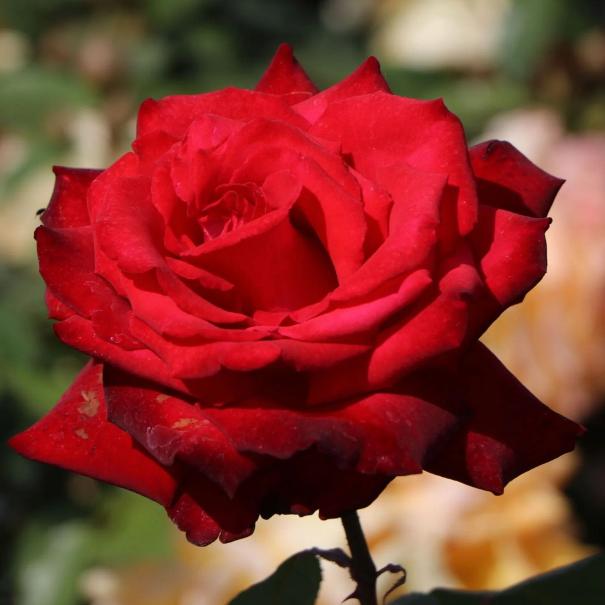 Roze Grande Amore 5L