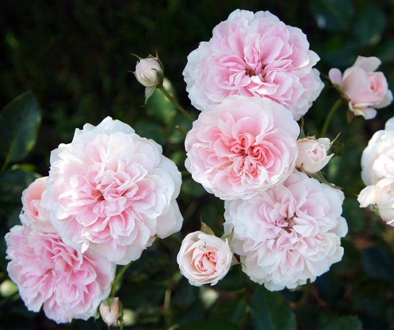 Roze Meine Rose 5L