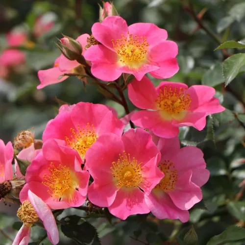 Roze Topolina 3L