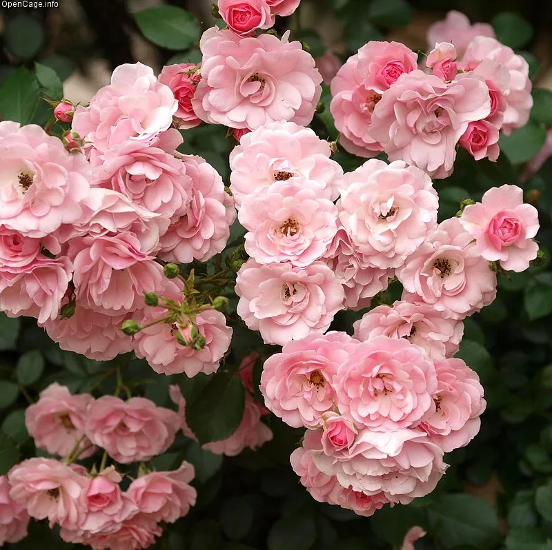 Roze Bonica 3L