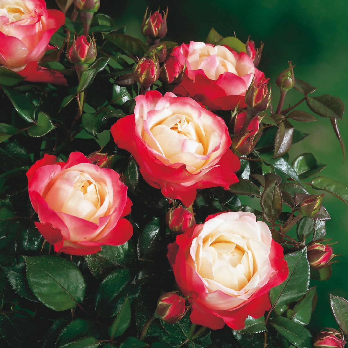 Roze Nostalgie 5L