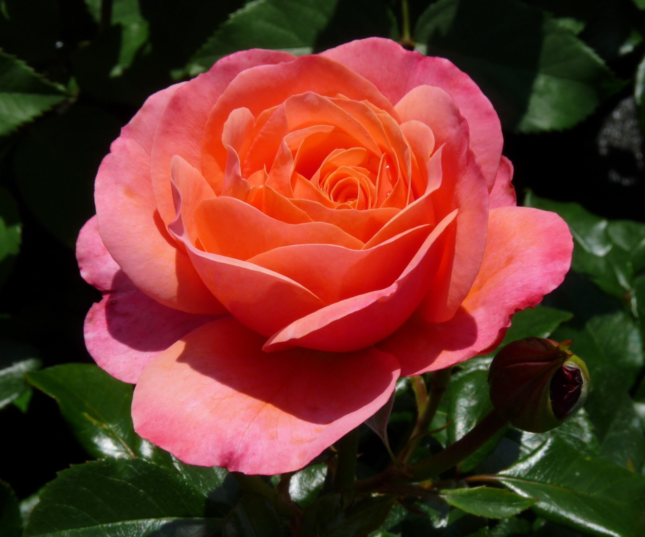 Roze Coral Lions Rose 5L