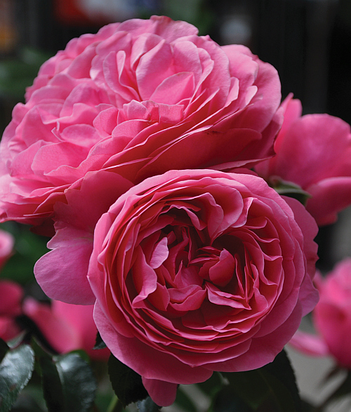 Roze Leonardo da Vinci 5L