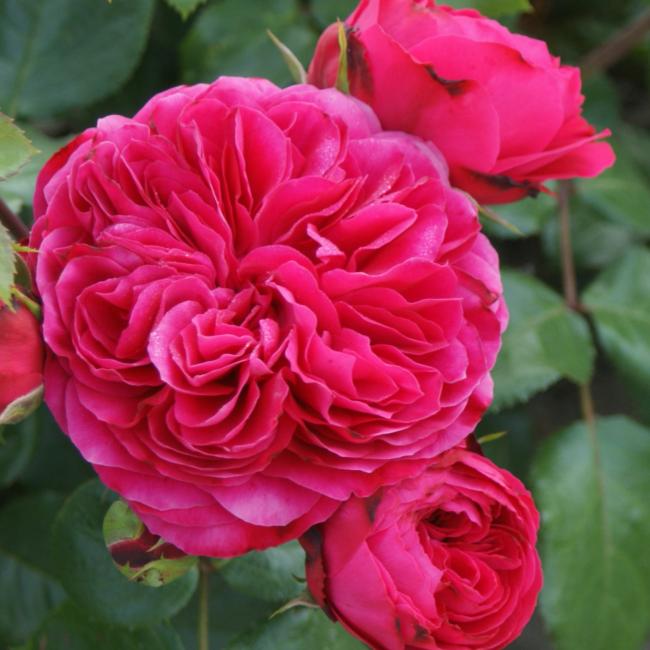 Roze Red Leonardo da Vinci 5L