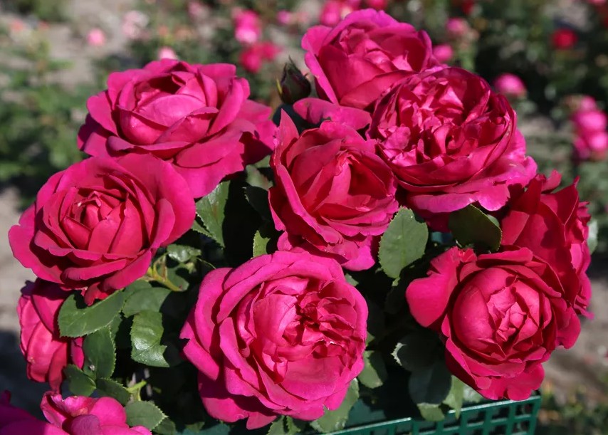 Roze Für Elise 5L