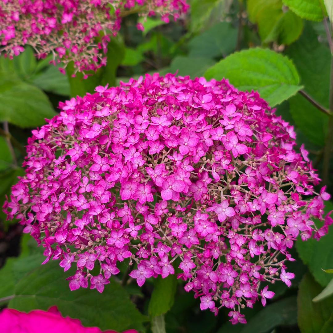 Kokveida hortenzija Candybelle Winegum C3