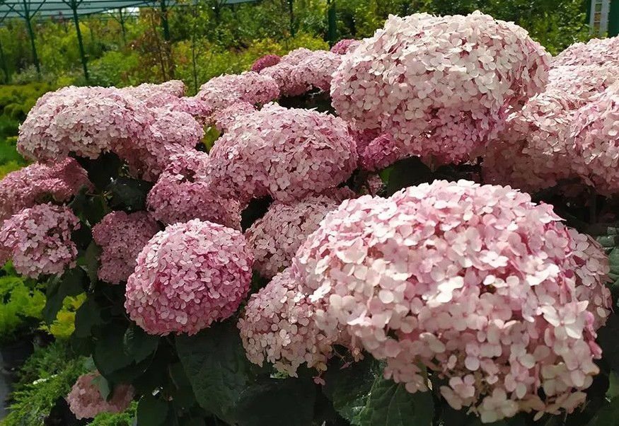 Kokveida hortenzija Sweet Annabelle C3