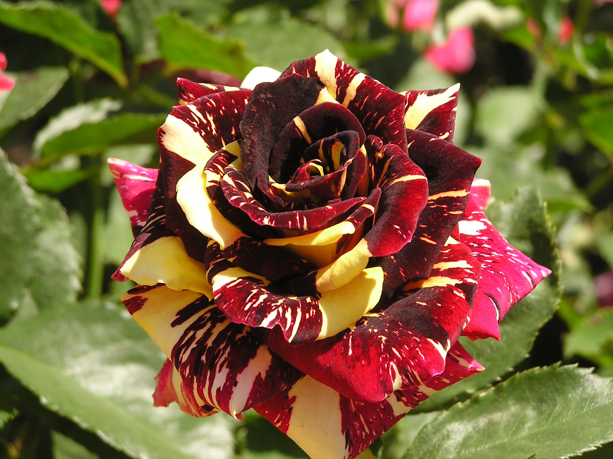 Roze Abracadabra 5L