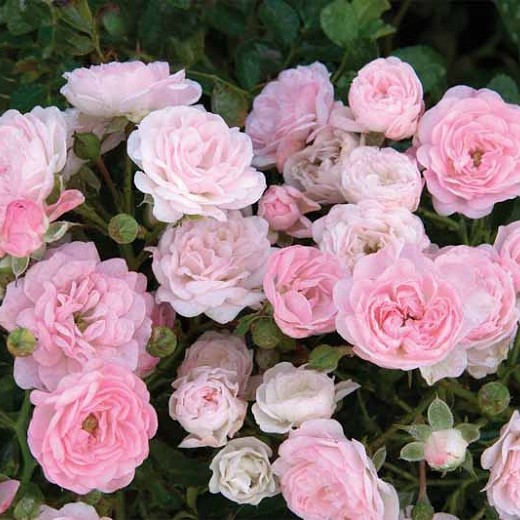 Roze The Fairy 3L