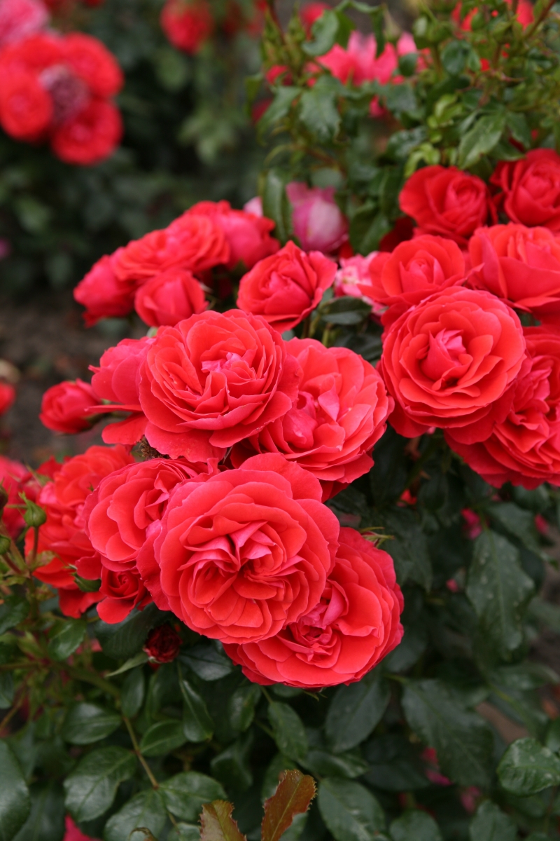 Roze Cherry Girl 3L