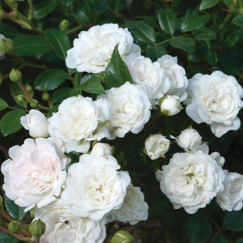 Roze Crystal Fairy 3L
