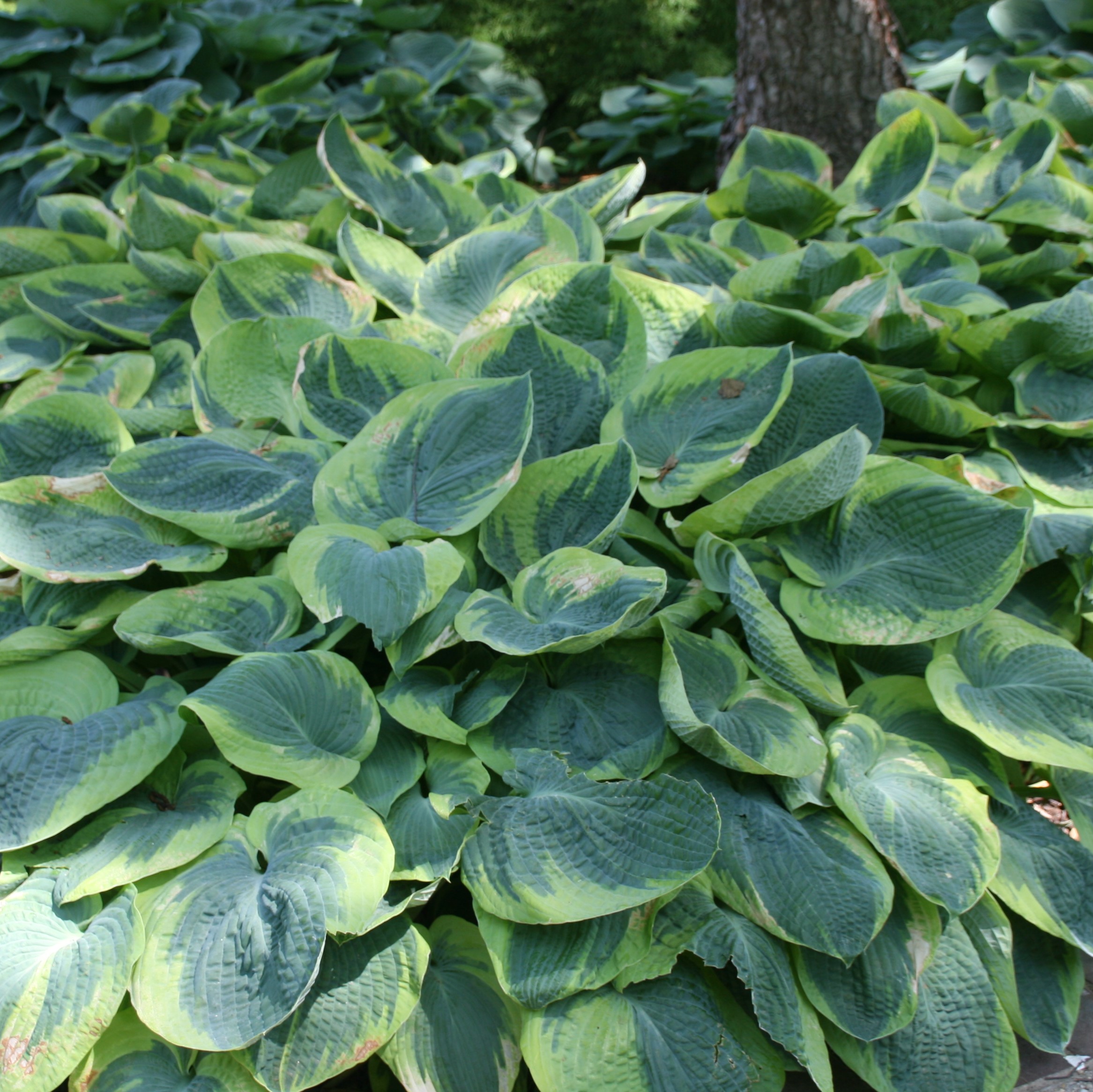 Hosta Frances Williams P9 Augs