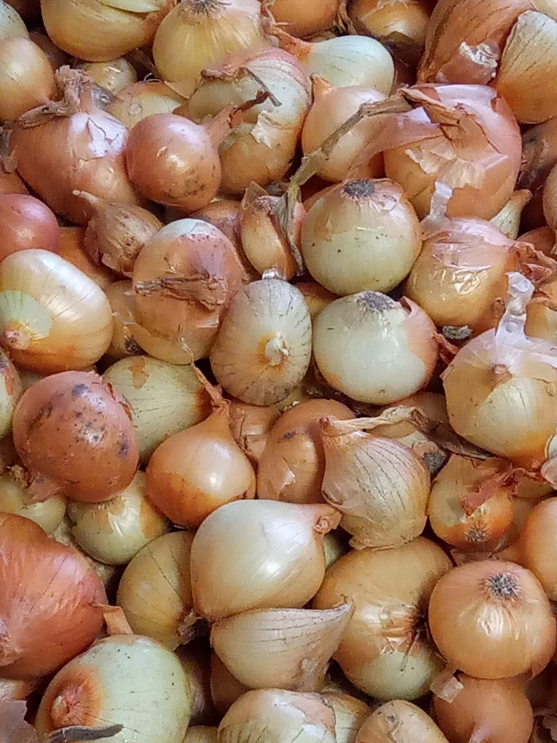Sīksīpoli Jogeva 3, 1kg