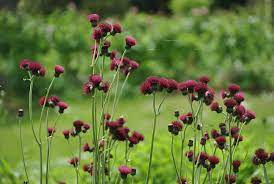 Strautmalu Dadzis ATROPURPUREUM augs