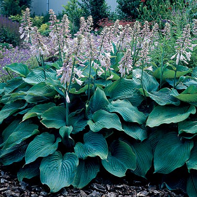 Hosta BLUE ANGEL P9