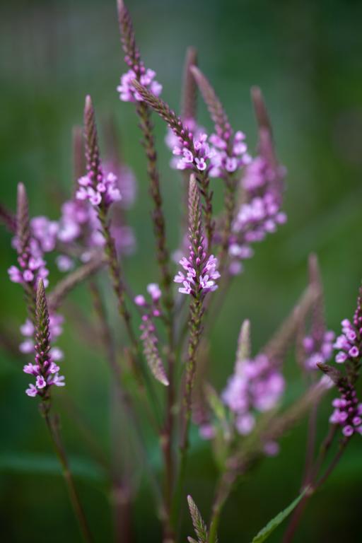 Purva verbēna PINK SPIRES P9