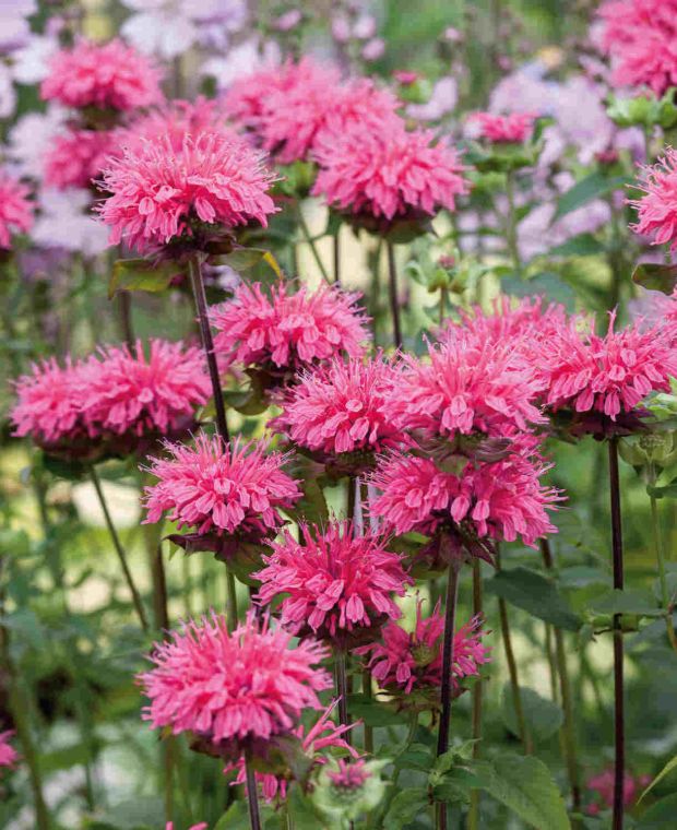 Dvīņziedu monarda PINK LACE P9