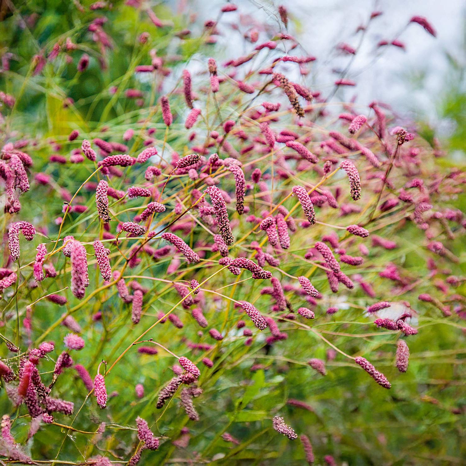 Ārstniecības brūnvālīte PINK TANNA P9